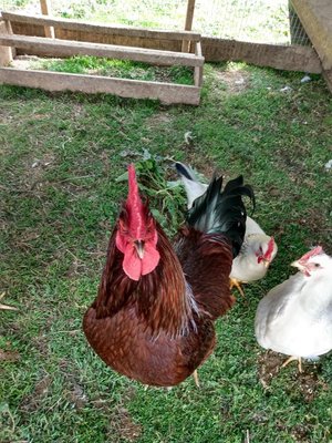 Close-up of a colorful rooster with a prominent red comb standing on green grass, surrounded by white hens in a farmyard setting.