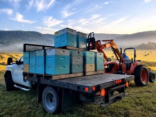 Beehives loaded on a flatbed truck in a rural landscape, with a tractor nearby and mist rising in the background, indicating a morning harvesting scene.