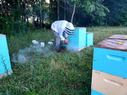 Beekeeper using a smoker near blue beehives in a grassy area, preparing to inspect the hives.