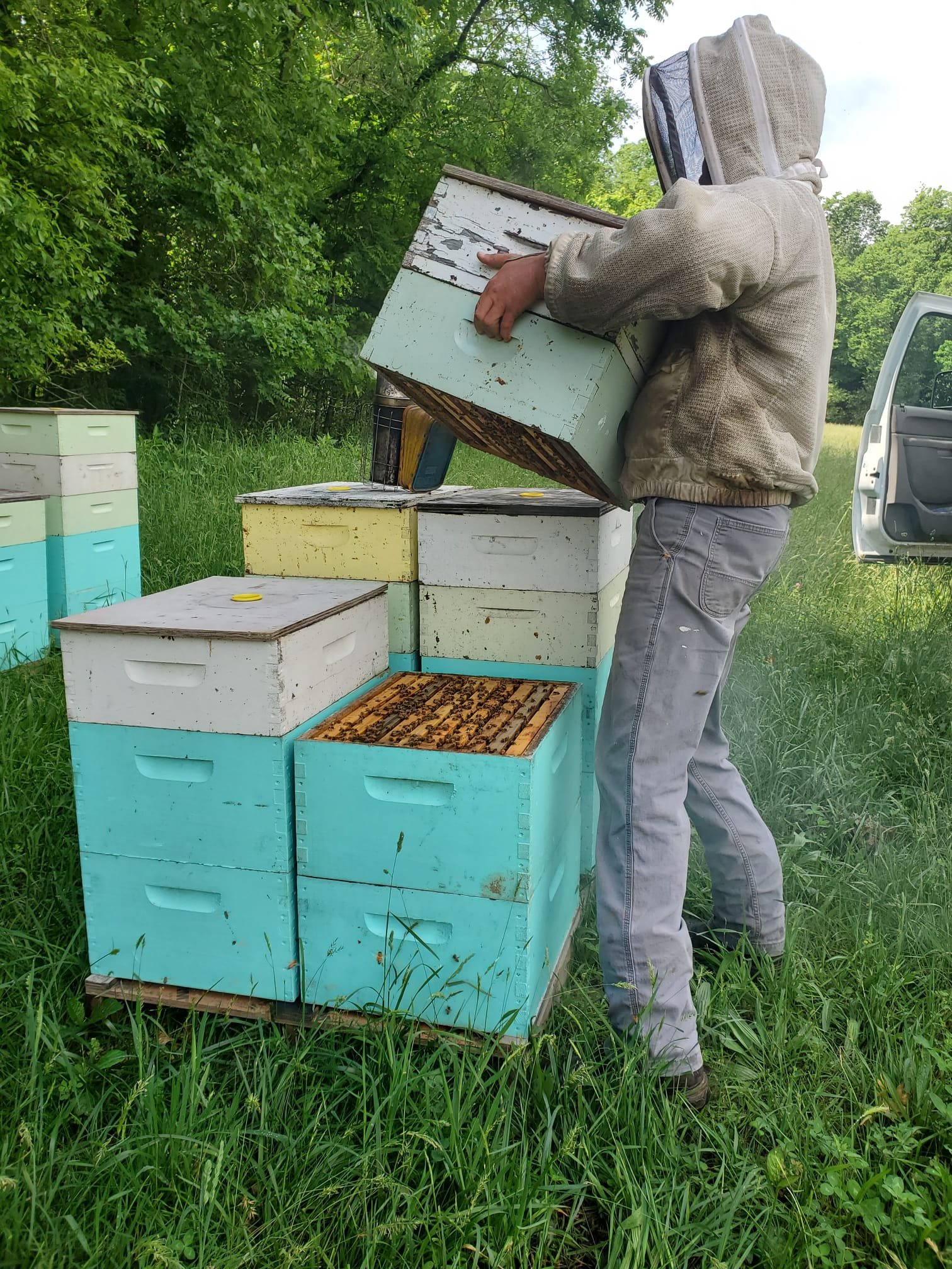 Beekeeper managing hives in a lush green field, lifting a bee box filled with honeycomb and bees, showcasing sustainable beekeeping practices.