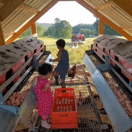 Children collecting eggs in a chicken coop with a tractor visible in the background, showcasing farm life and family activities.