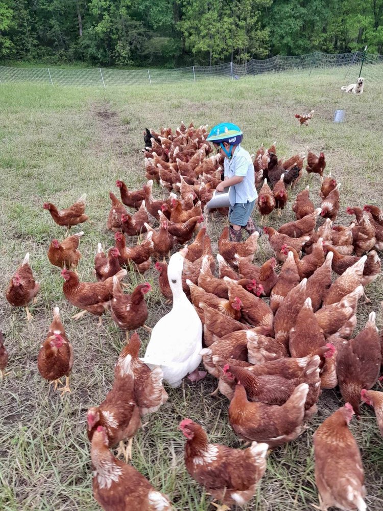 Child in a blue helmet interacting with a flock of brown hens and a white goose in a grassy field, surrounded by trees and a fence.